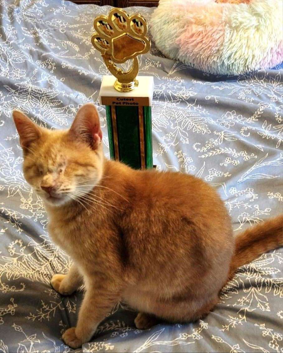 tabby cat sits in front of a trophy the same height as he is, trophy is topped with a paw print shape.