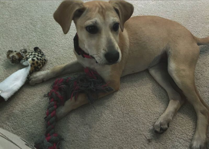 brown dog sits inside on carpet surrounded by rope toys