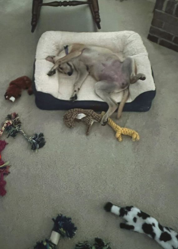brown dog sleeps upside down in puppy bed surrounded by all styles of dog toys