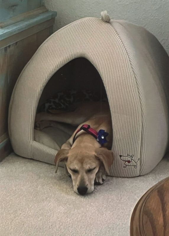 brown dog wearing red collar lounges inside teepee style dog cave.