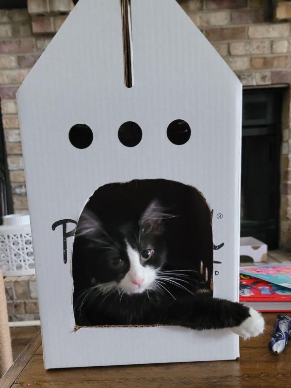 black and white cat sits inside a cardboard cutout indoor house box