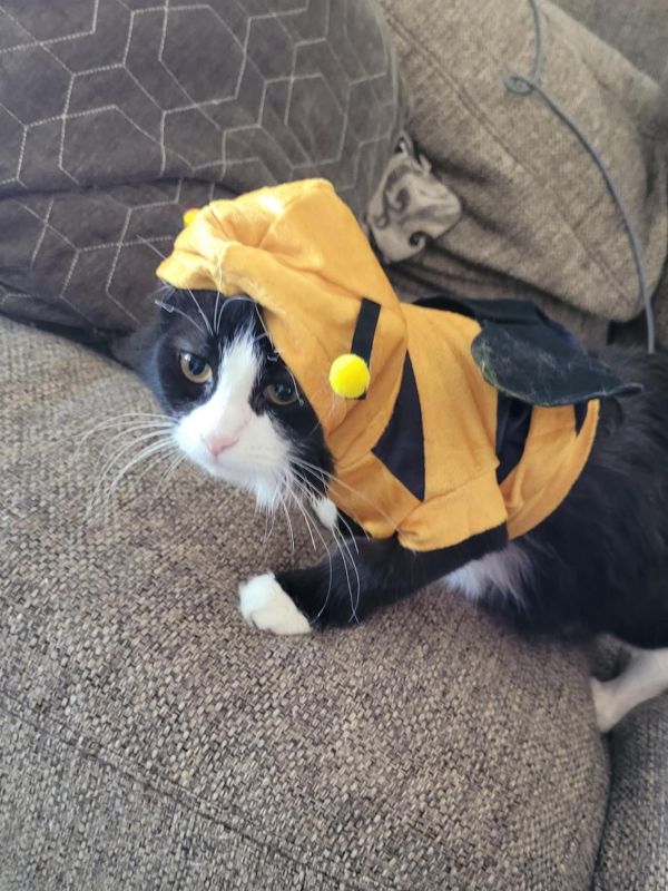 black and white cat wears bumble bee halloween costume