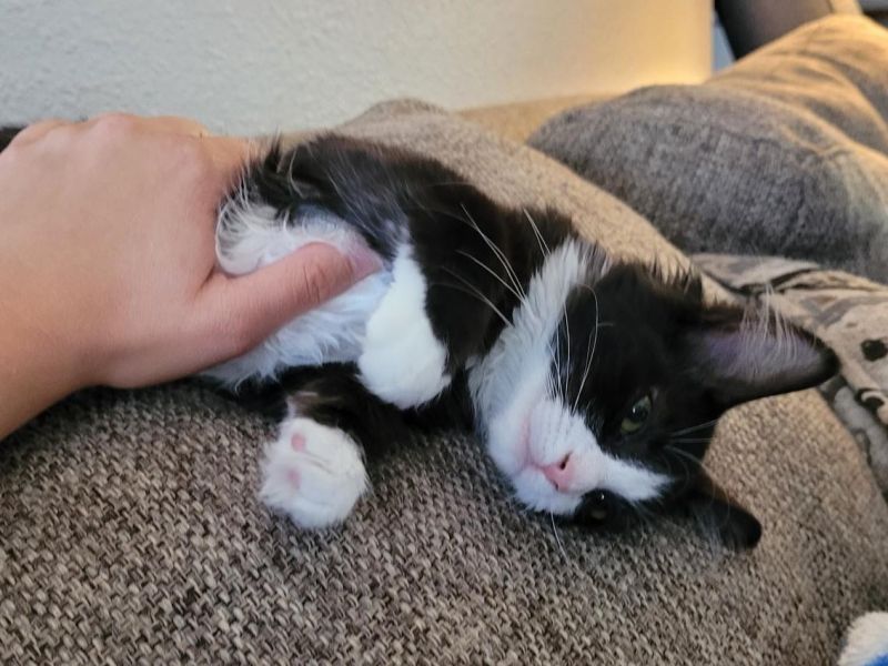 black and white kitten rests on her back on an overstuffed sofa