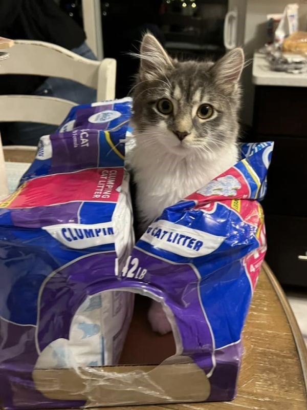 gray and white cat sits in a package of groceries on a kitchen table