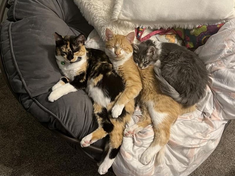 three cats sleep together on an overstuffed chair