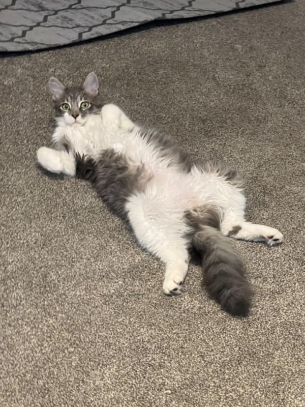 gray and white fluffy cat lays on his back on gray carpeted floor