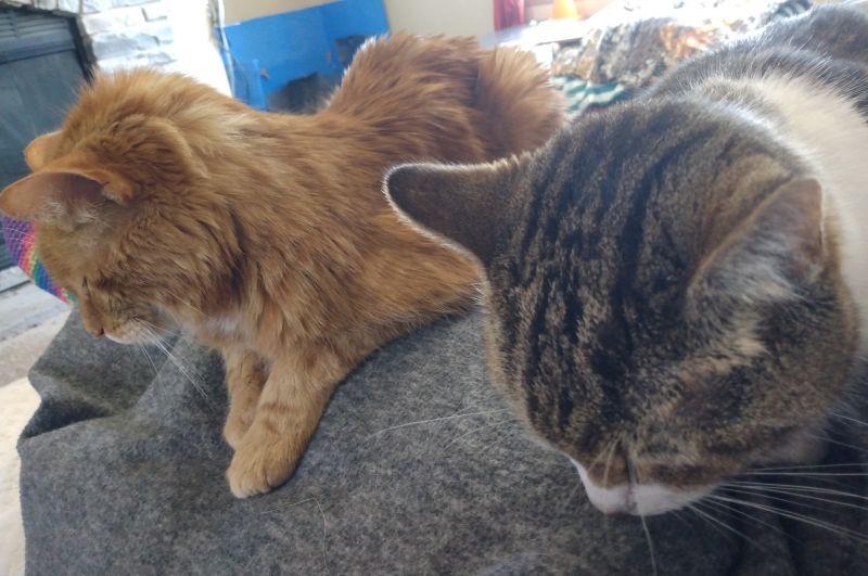 brown striped cat sits beside orange striped cat