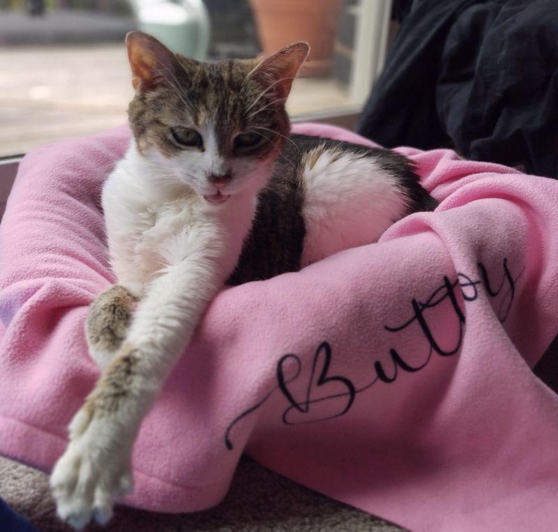 brown striped cat sits near a window on her pink blanket personalized with her name