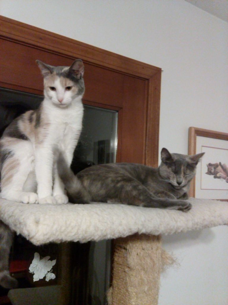 Celine and Calypso hang out high in their cat tree