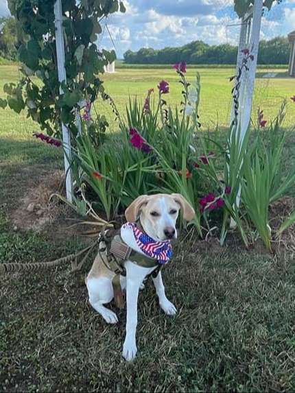 yellow and white Beagle dog wears camo harness and American flag bandana in a yard with an arbor and gladious flowers