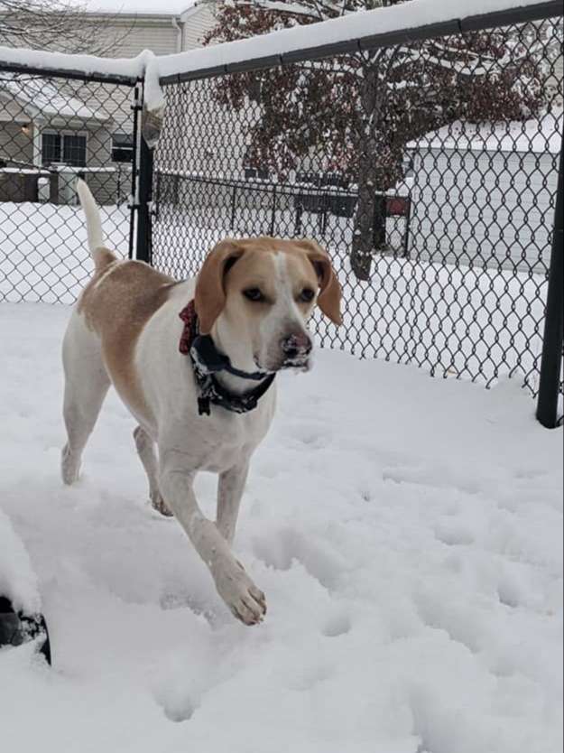 yellow and white Beagle dog wearing a black collar and running through the snow inside a chain link fence