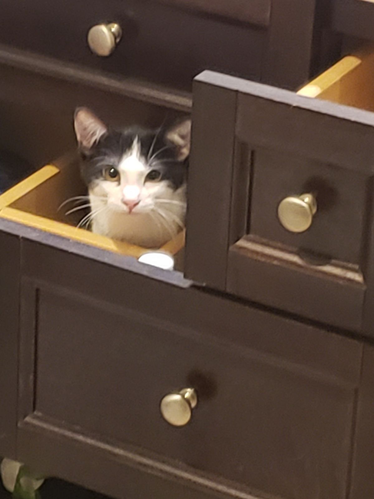 black and white cat sits inside a dresser drawer.