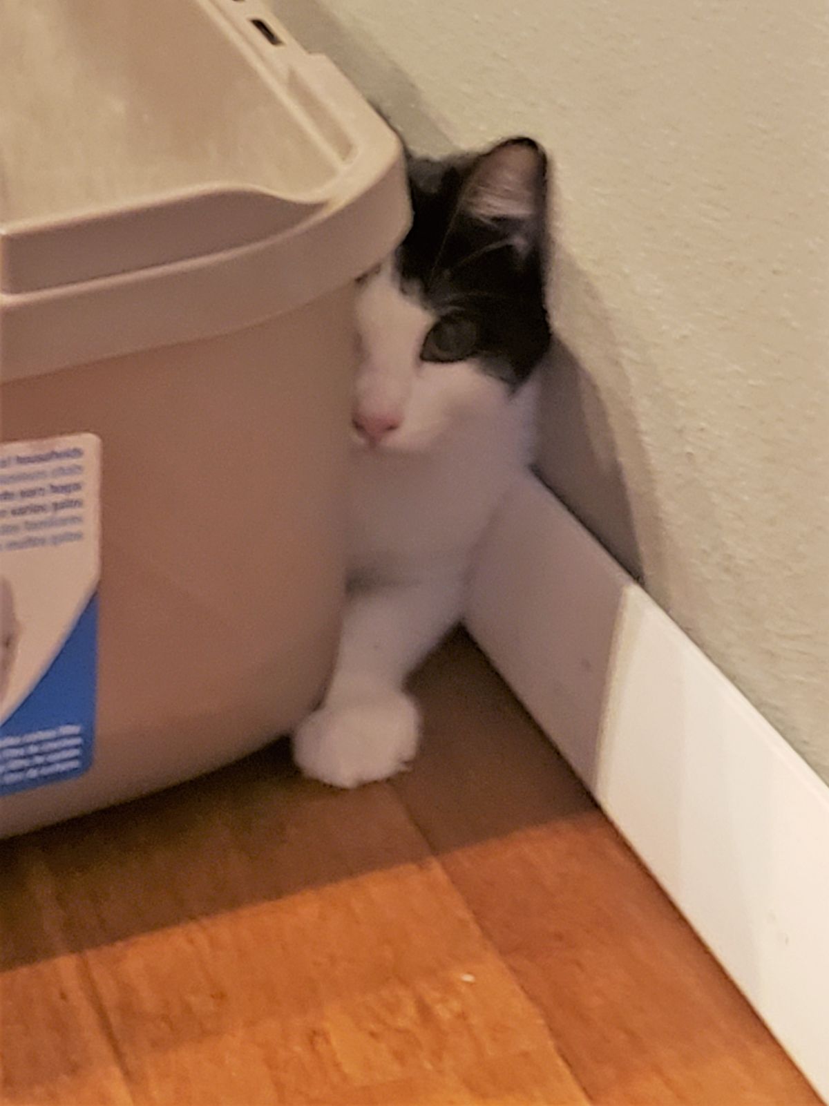 black and white cat peeks out from behind a litter box against the wall.