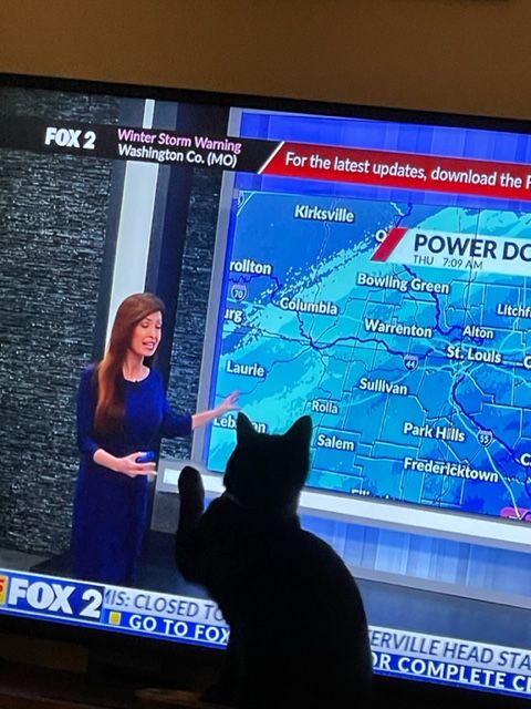 black cat attempting to touch a flat screen television showing a weather report