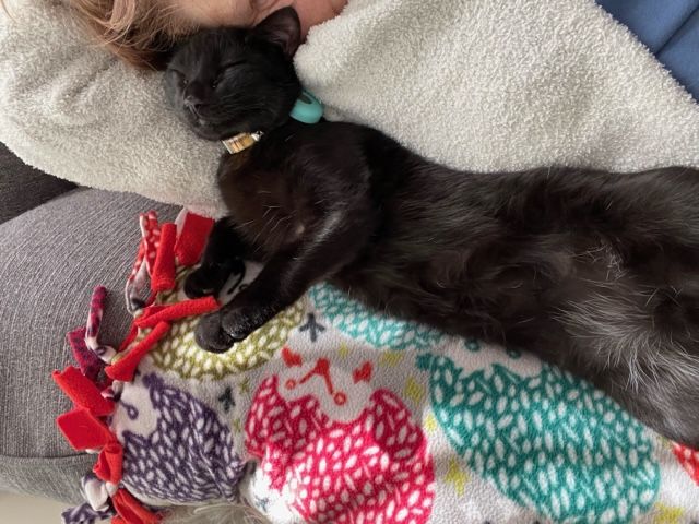black cat sleeping on a colorful blanket beside a woman