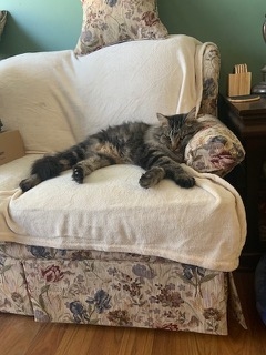 long haired striped cat lounging on a floral sofa