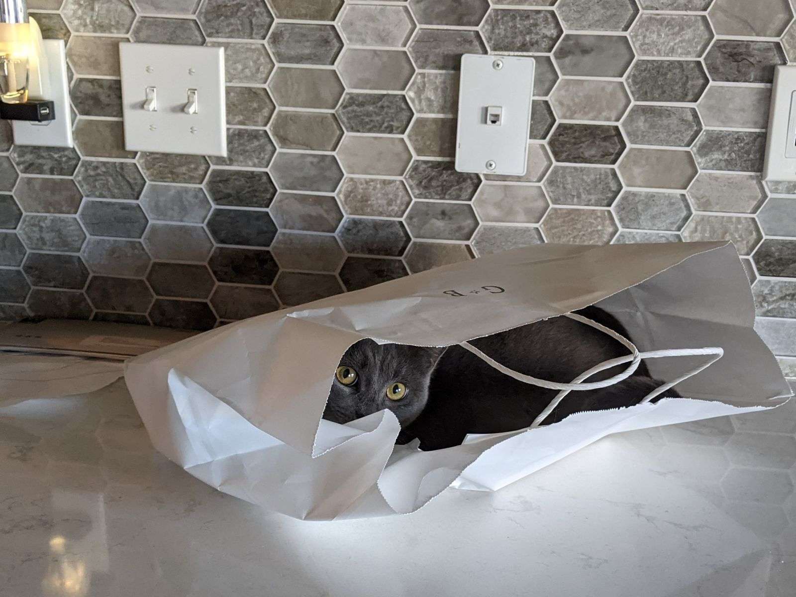 gray cat peeks from paper bag on kitchen counter.