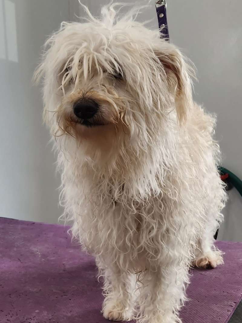 shaggy dirty white dog before grooming bath