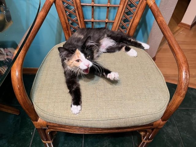 calico cat meows sitting on a wood framed chair