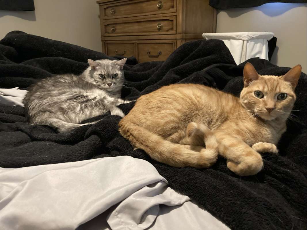 orange cat on right with gray cat sister on left, comfy on black blanket