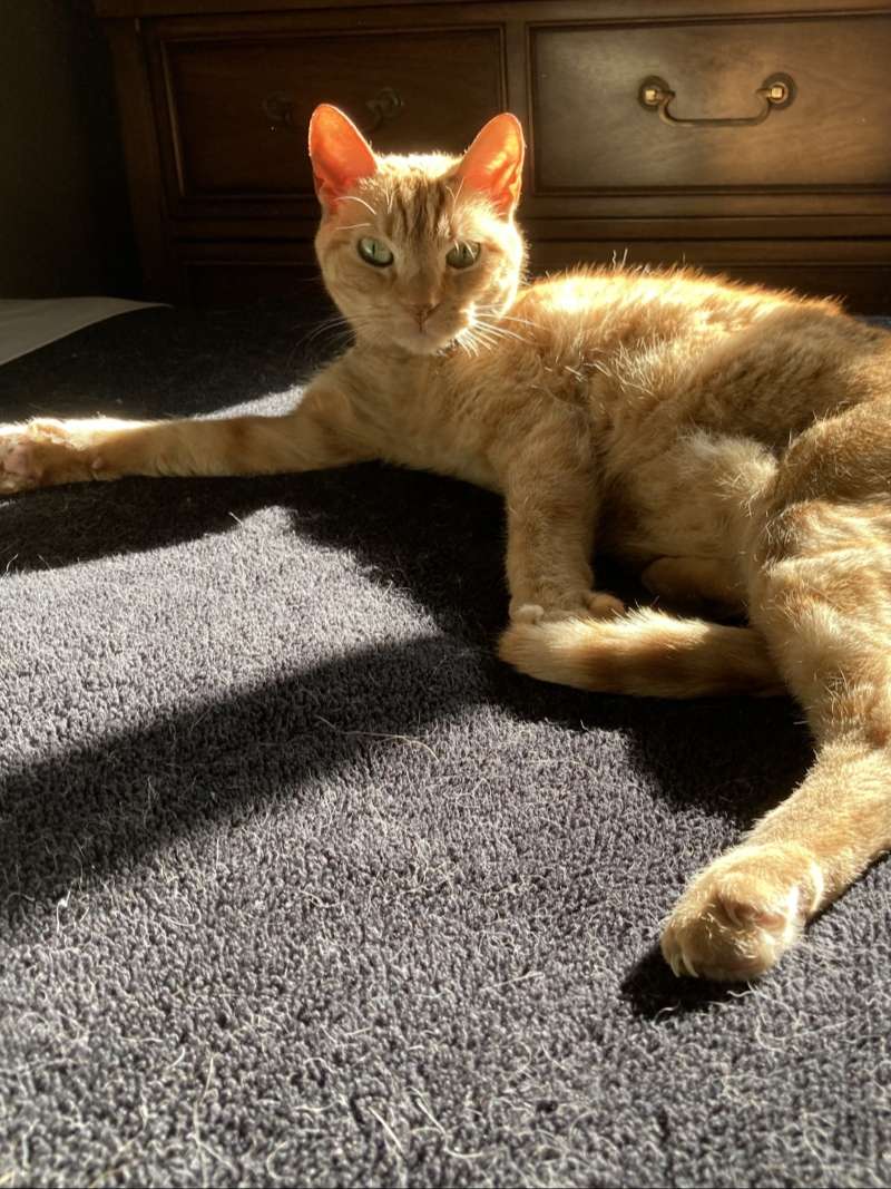 orange cat lounging on carpeted floor in susshine