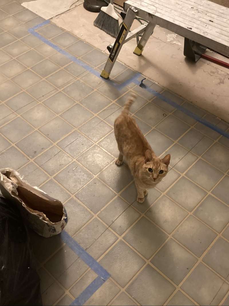 orange cat walking through linoleum floor kitchen during remodel with contractor supplies