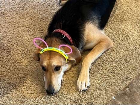 brown and black dog on indoor carpet wearing pink collar and glow headband with ears
