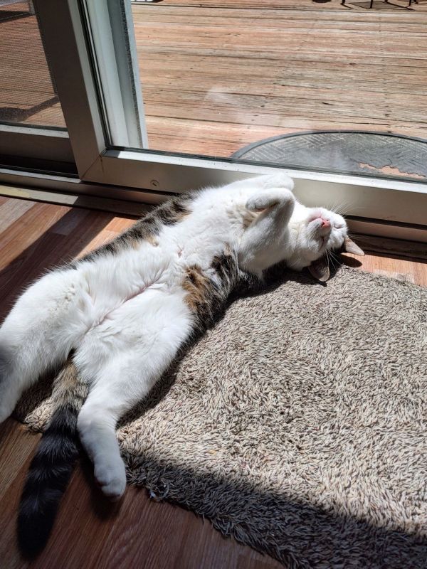 brown and white cat laying upside down in the sun on the floor in front of a sliding glass door leading to a wood patio deck.