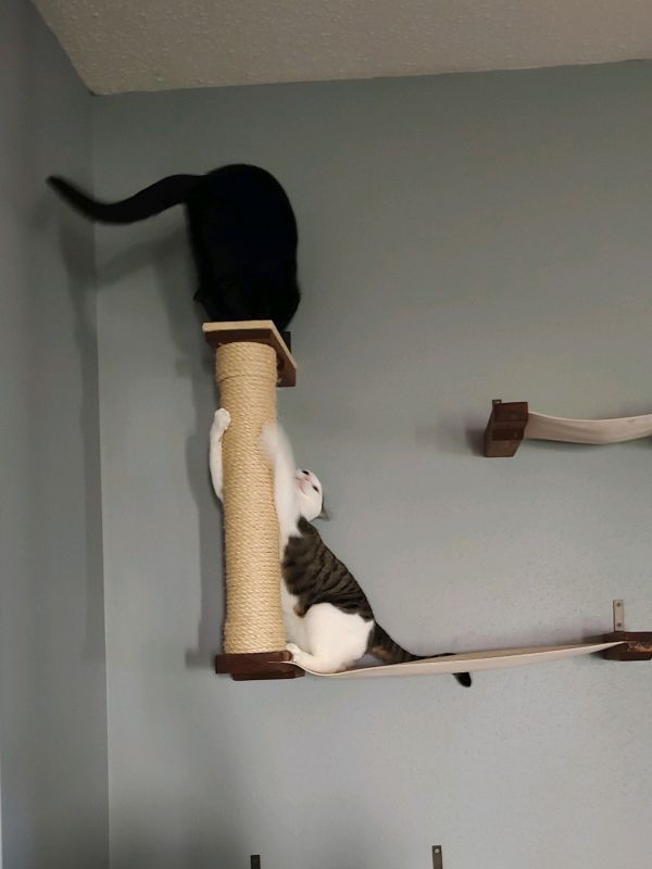two cats playing on a scratching post bolted to a wall