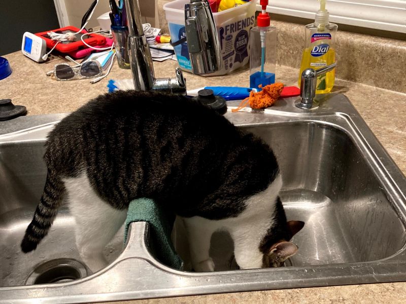 brown and white cat licking the drain of a kitchen sink