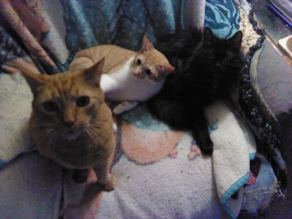 Miracle, EClair, and Star chill at mom's apartment