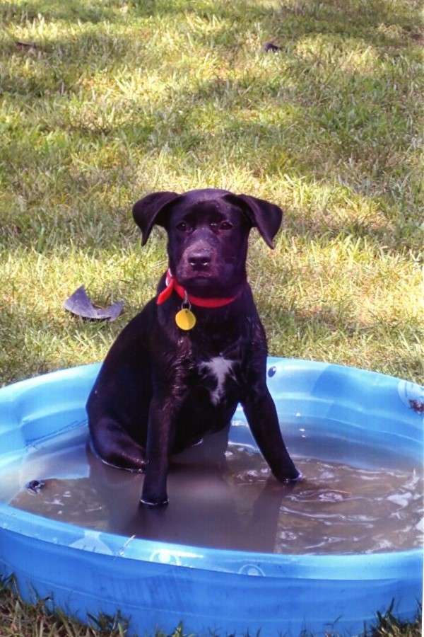 black dog in a blue kiddie pool filled with muddy water