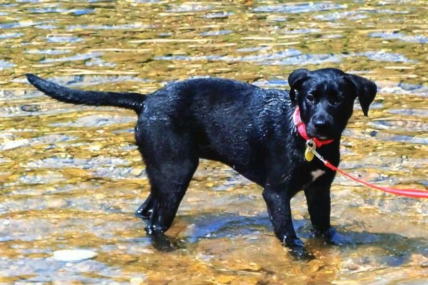 black dog on red leash wading in river with rock bottom and clear water