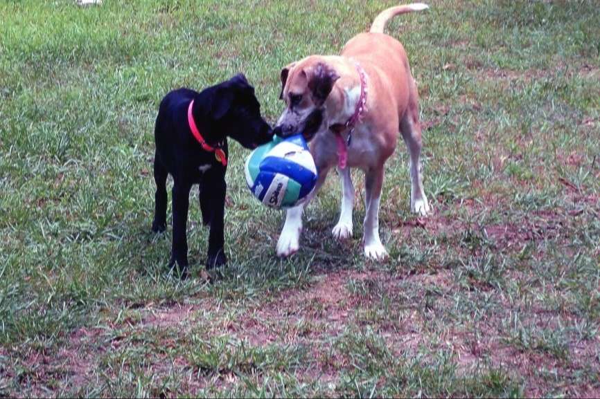black dog and brown dog playing with volleyball.
