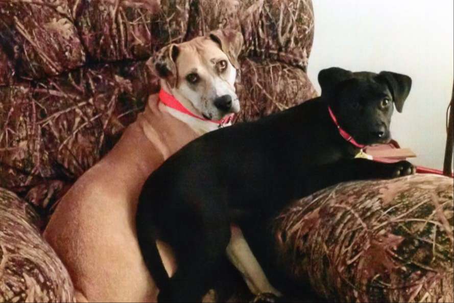 black dog and brown dog sitting together in an easy chair.