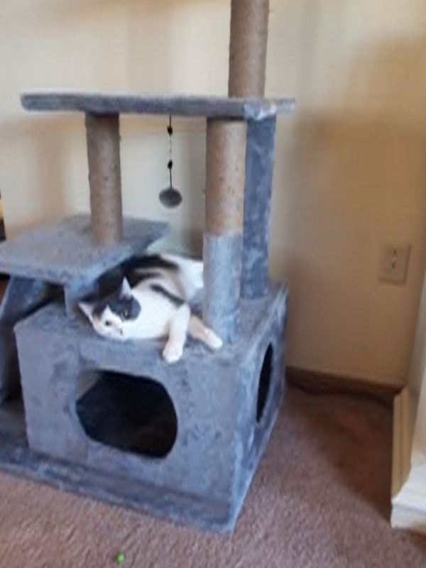 gray and white cat resting on a cat tree