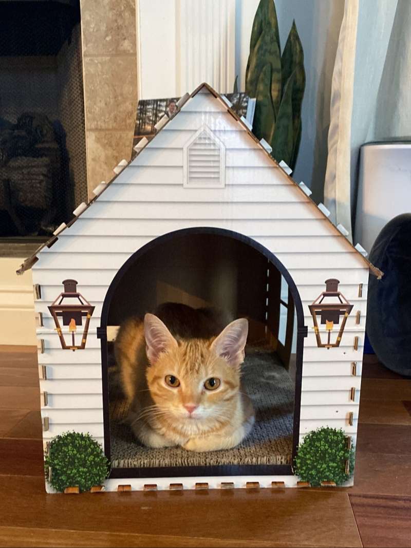 orange tabby cat loafing inside cute decorated cardboard cat house box