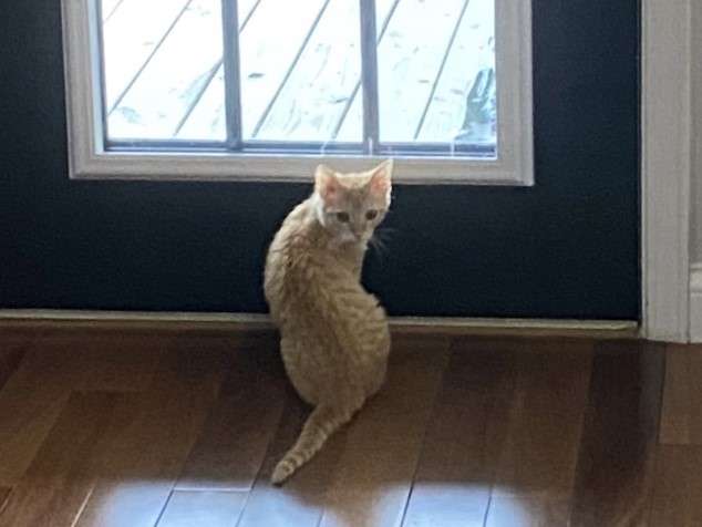orange tabby kitten sitting inside next to a door with window that overlooks an outside deck patio.