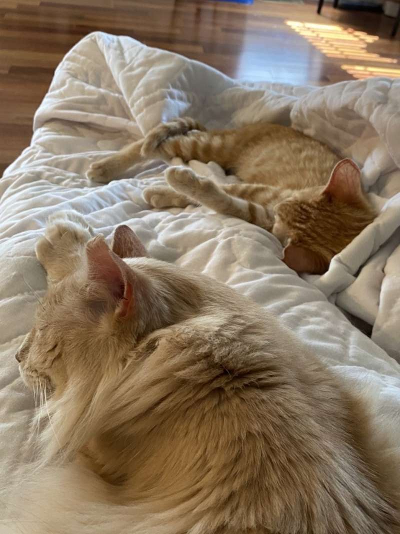 two orange cats napping on the same white blanket
