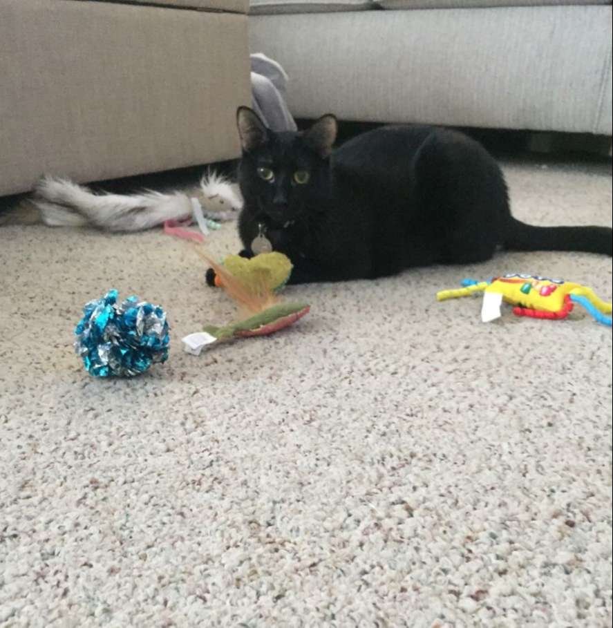 Marceline has ALL the toys