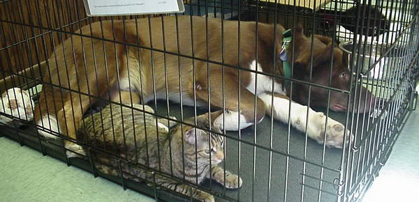 Ben the rescued Malamute Lab mix and Livy the rescued Tabby cat
