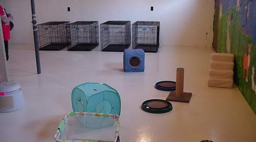 adult cat area in lower level