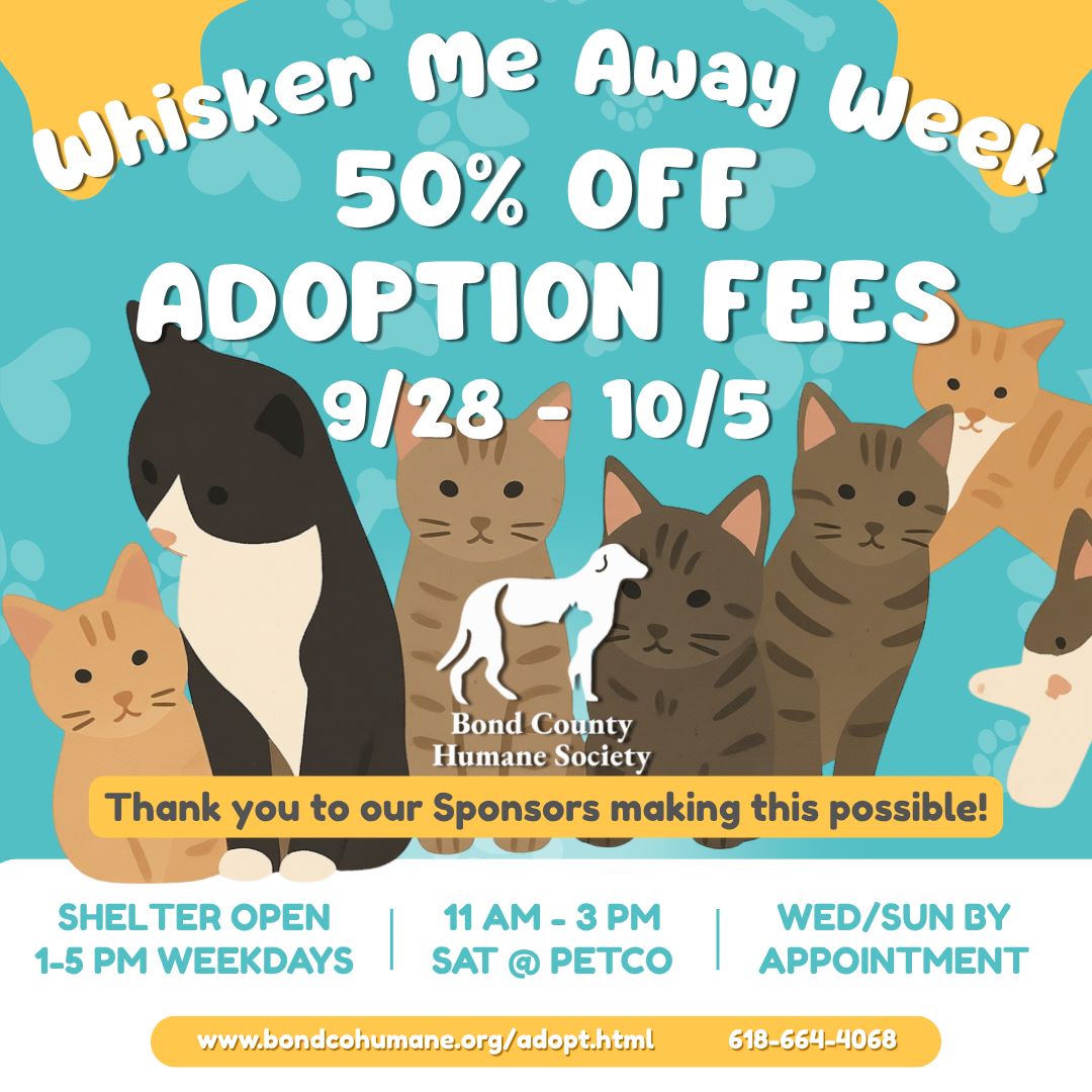 Adopt a cat with fees 50 percent off