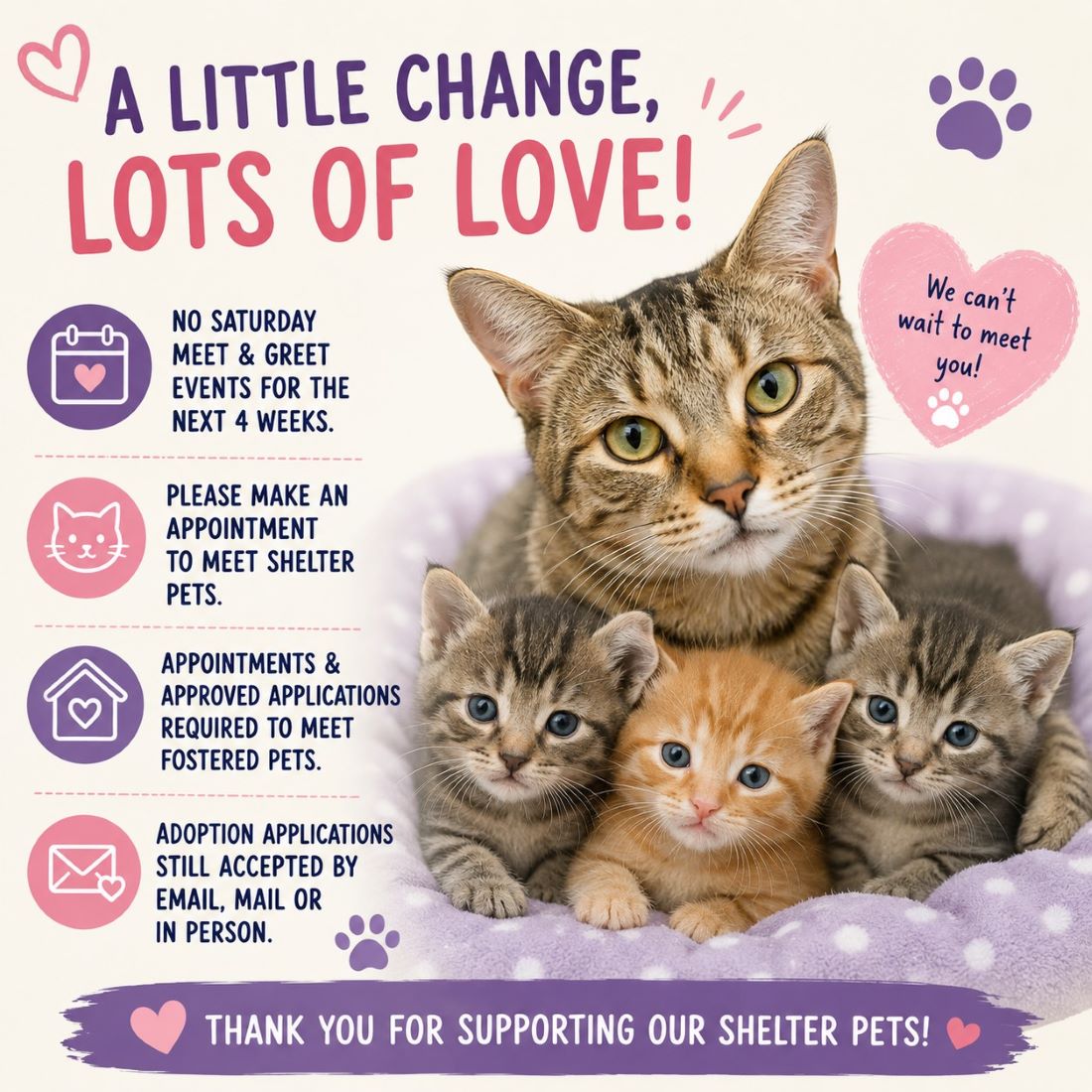 Adopt a cat with fees starting at $20