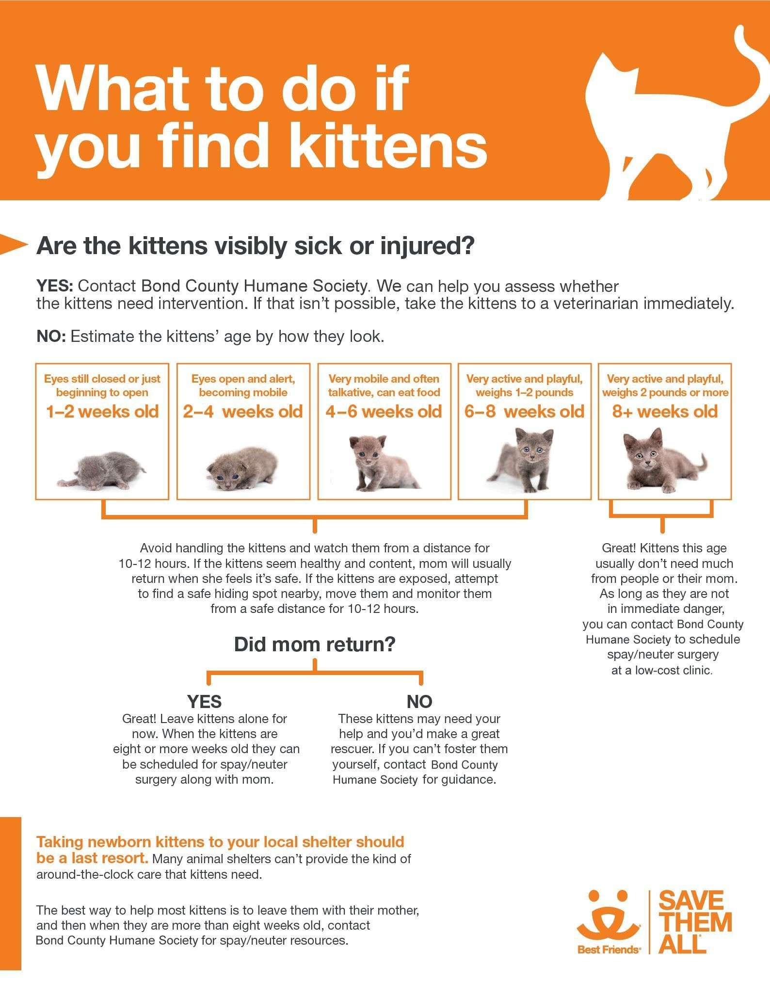 flow chart with text boxes and baby cat photos to help determine age of found kittens and if intervention by humans is necessary
