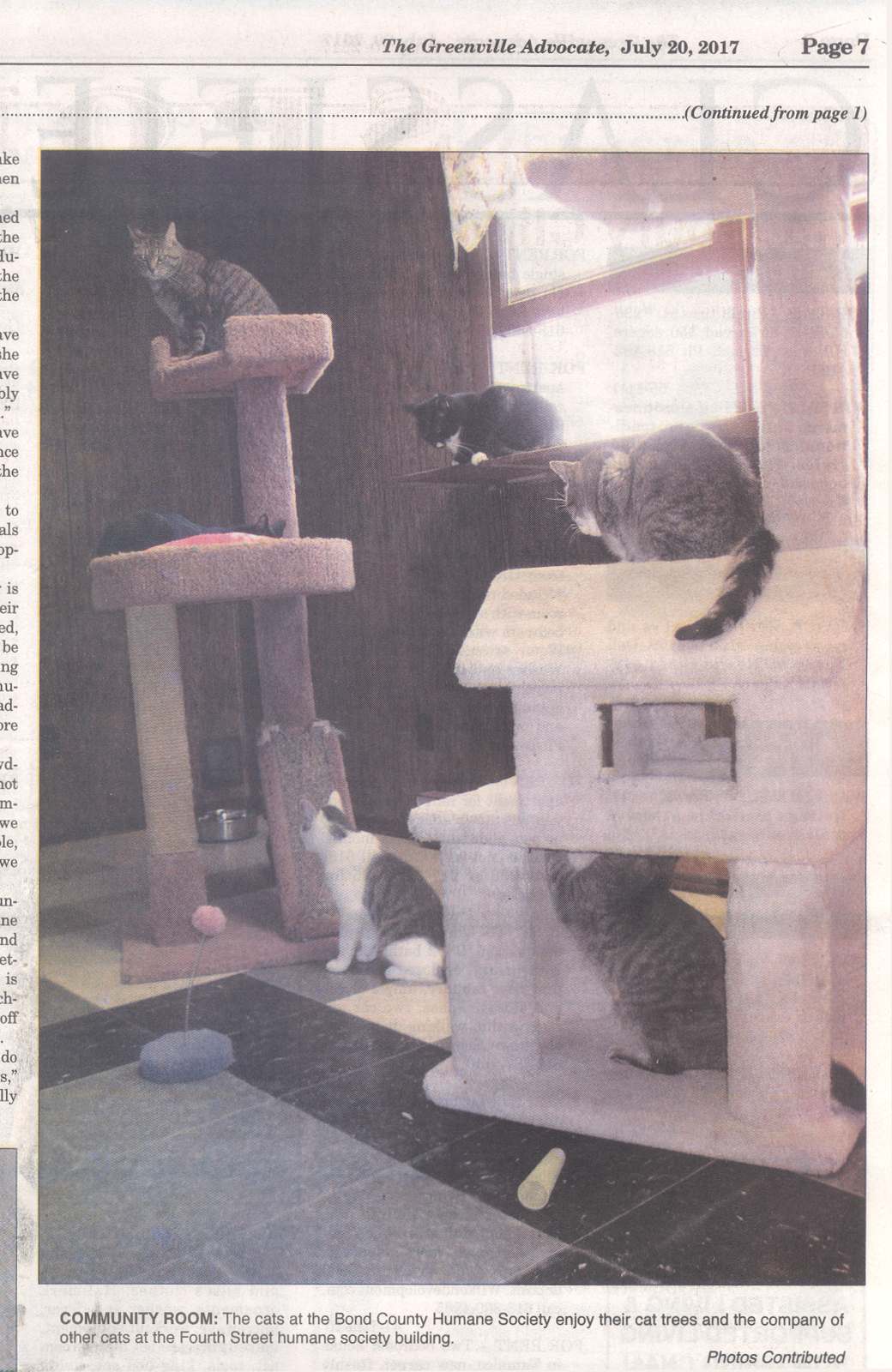Adoptable cats hanging out on window sill and on cat trees