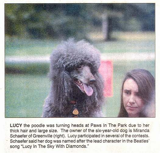 Photo - Lucy the Poodle turned heads all day