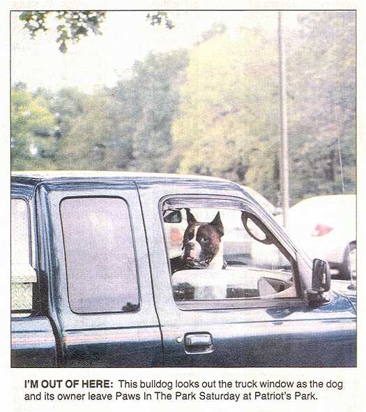 Photo - Boxer looks out the window of his truck