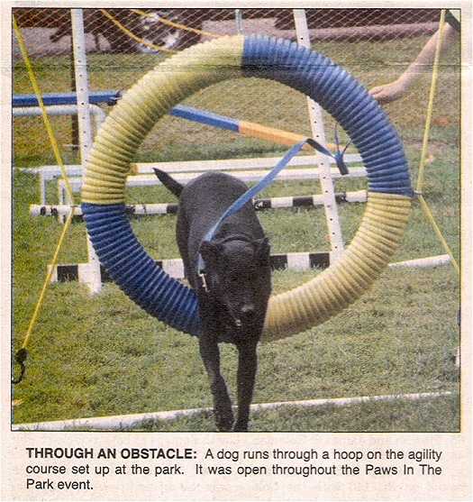Photo - Lab mix jumps through a hoop in the agility course