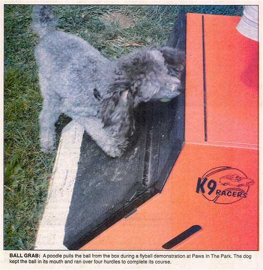 Photo - a mini Poodle competes in a flyball demonstration